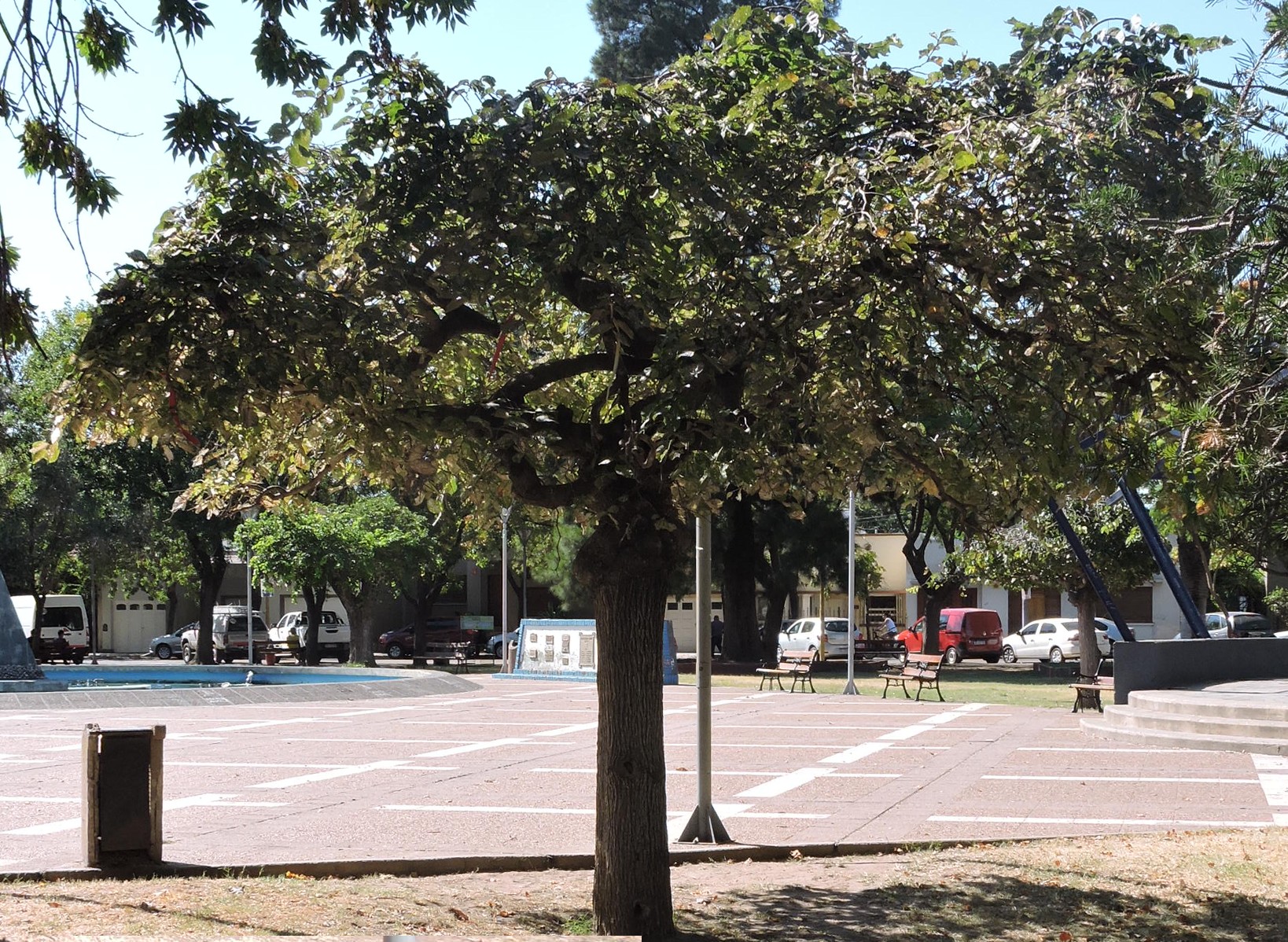 Mora injertada en Plaza San Martín